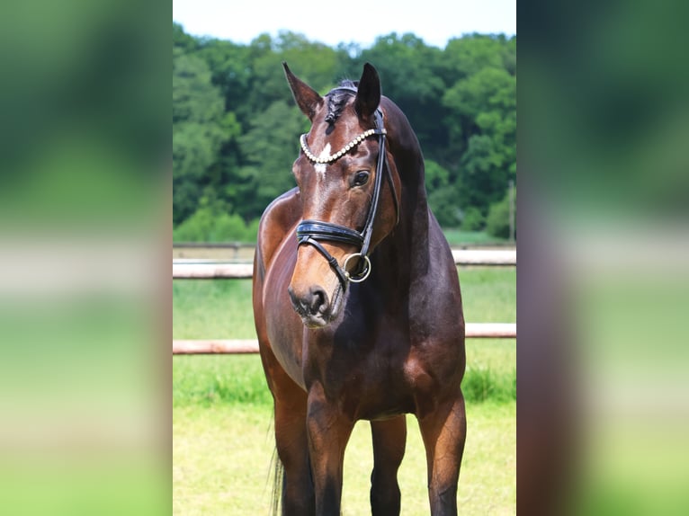 Hanovrien Jument 4 Ans 177 cm Bai in Nottuln