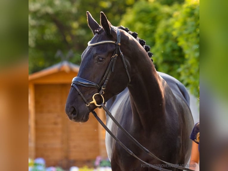 Hanovrien Jument 4 Ans 178 cm Alezan brûlé in Verden