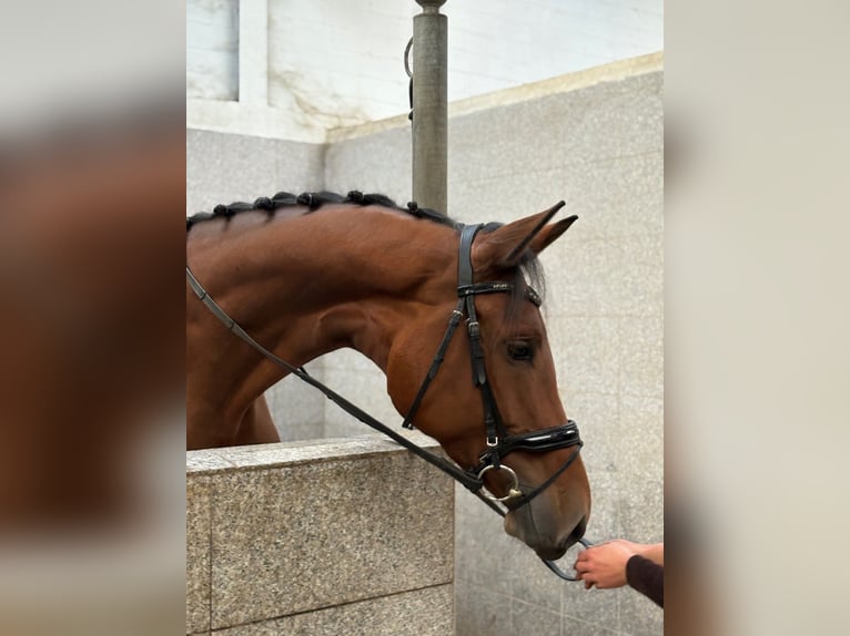 Hanovrien Jument 4 Ans 178 cm Bai in Verden (Aller)