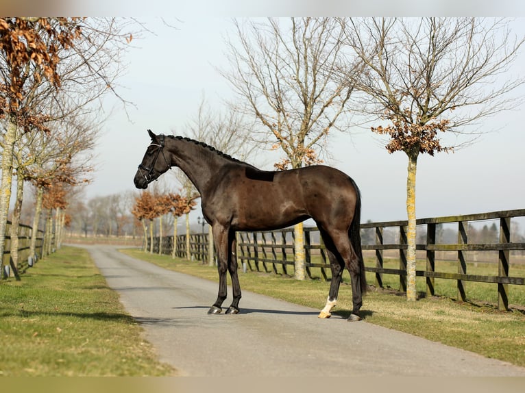 Hanovrien Jument 4 Ans 178 cm Noir in DiepholZ