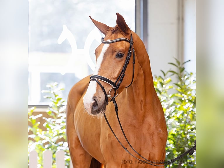 Hanovrien Jument 4 Ans 179 cm Alezan in Verden