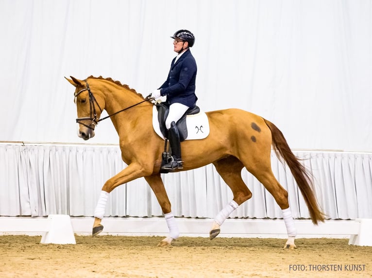 Hanovrien Jument 4 Ans 179 cm Alezan in Verden