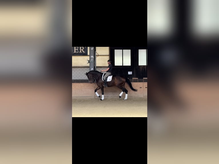 Hanovrien Jument 4 Ans 180 cm Bai in Bad Bentheim