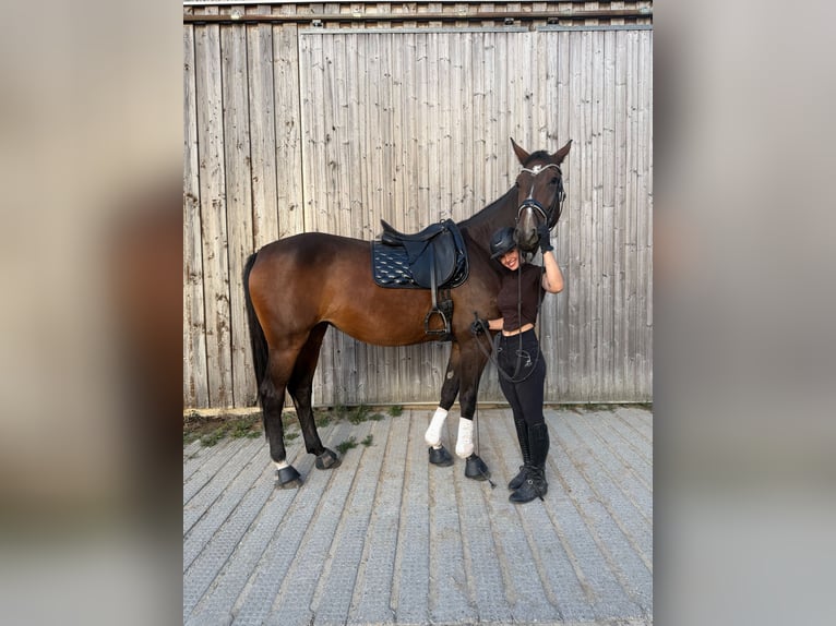 Hanovrien Jument 4 Ans 180 cm Bai in Rimbach