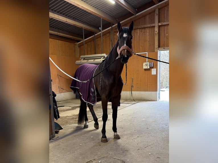 Hanovrien Jument 4 Ans 180 cm Bai in Rimbach