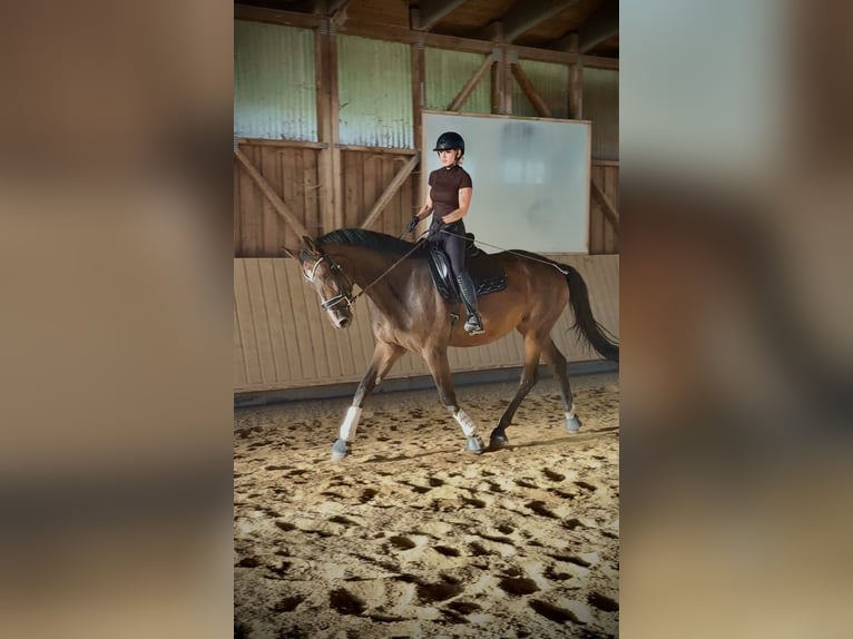 Hanovrien Jument 4 Ans 180 cm Bai in Rimbach