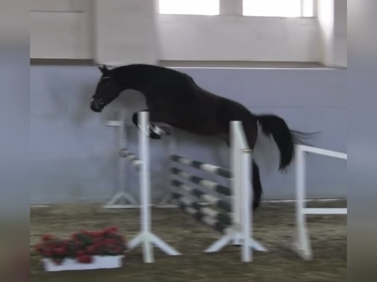 Hanovrien Jument 4 Ans 180 cm Bai in Rimbach