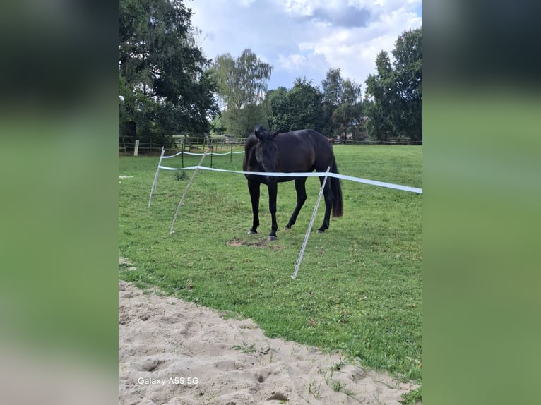 Hanovrien Jument 4 Ans 180 cm Noir in Soltau