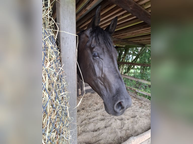 Hanovrien Jument 4 Ans 180 cm Noir in Soltau