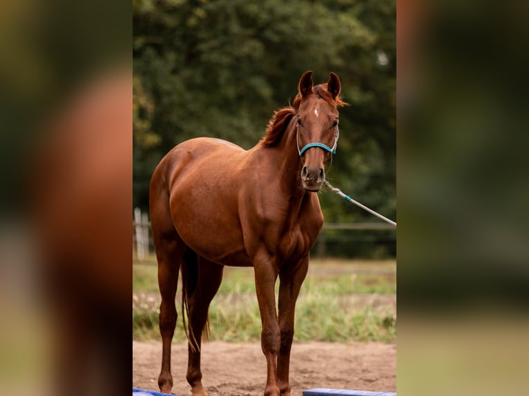 Hanovrien Jument 4 Ans Alezan brûlé in Engelskirchen