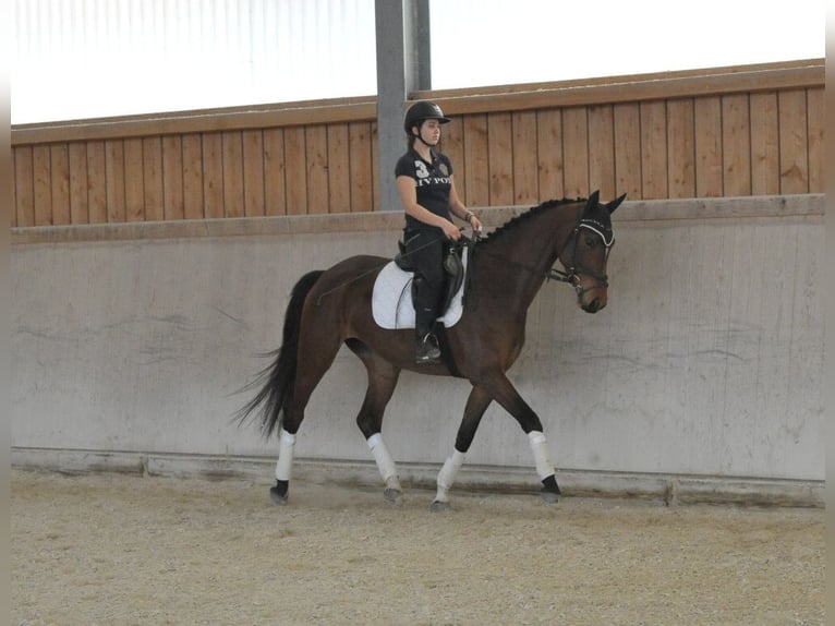 Hanovrien Jument 4 Ans Bai in Wellheim