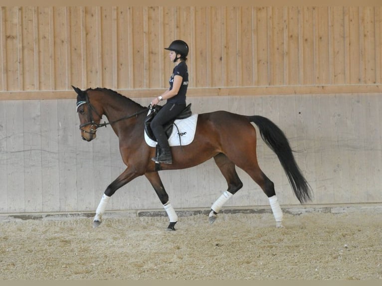 Hanovrien Jument 4 Ans Bai in Wellheim