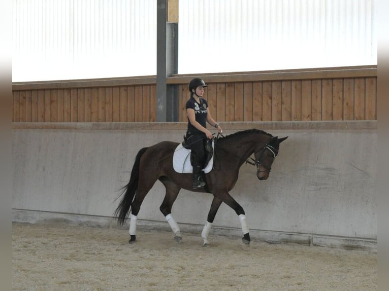 Hanovrien Jument 4 Ans Bai in Wellheim