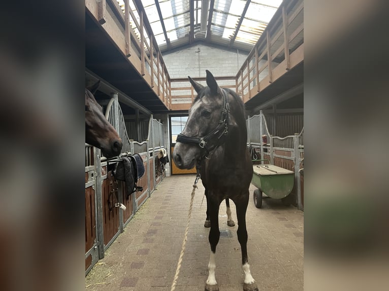 Hanovrien Jument 4 Ans Gris in Dorsten