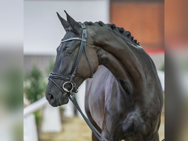 Hanovrien Jument 4 Ans Noir in Münster-Handorf