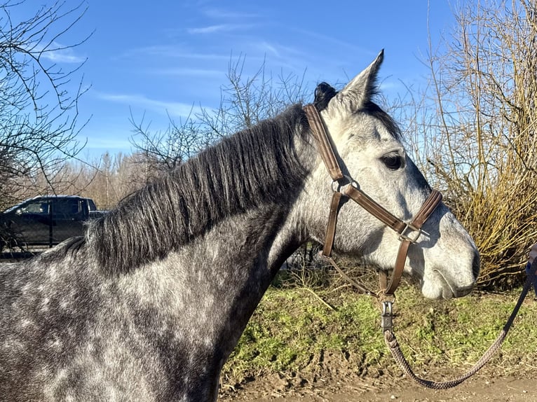 Hanovrien Jument 5 Ans 155 cm Gris pommelé in Grevenbroich