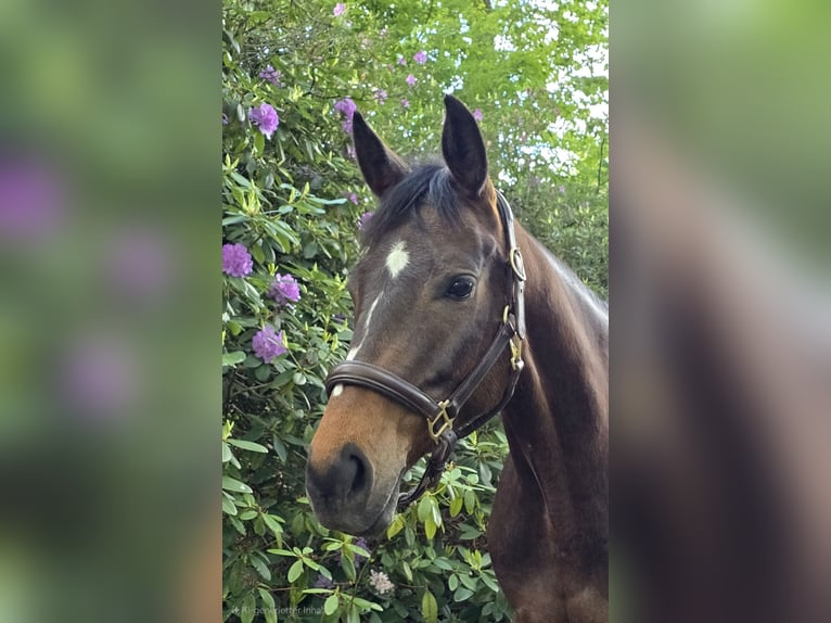 Hanovrien Jument 5 Ans 158 cm Bai brun in Munster