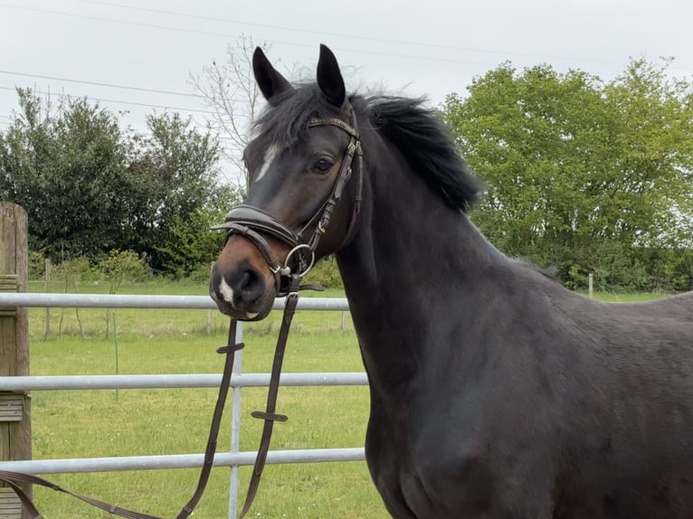 Hanovrien Jument 5 Ans 158 cm Bai brun in Hagen im Bremischen