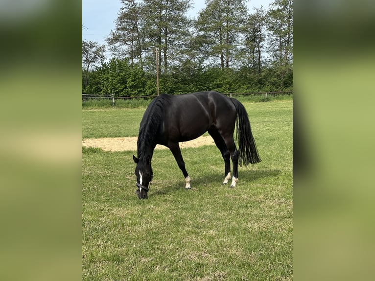 Hanovrien Jument 5 Ans 158 cm Bai brun foncé in Nienburg (Weser) Holtorf