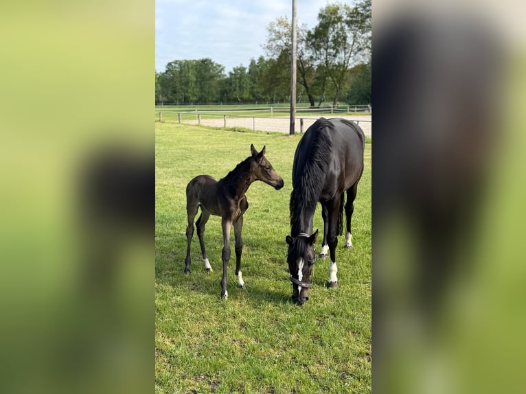 Hanovrien Jument 5 Ans 158 cm Bai brun foncé in Nienburg (Weser) Holtorf