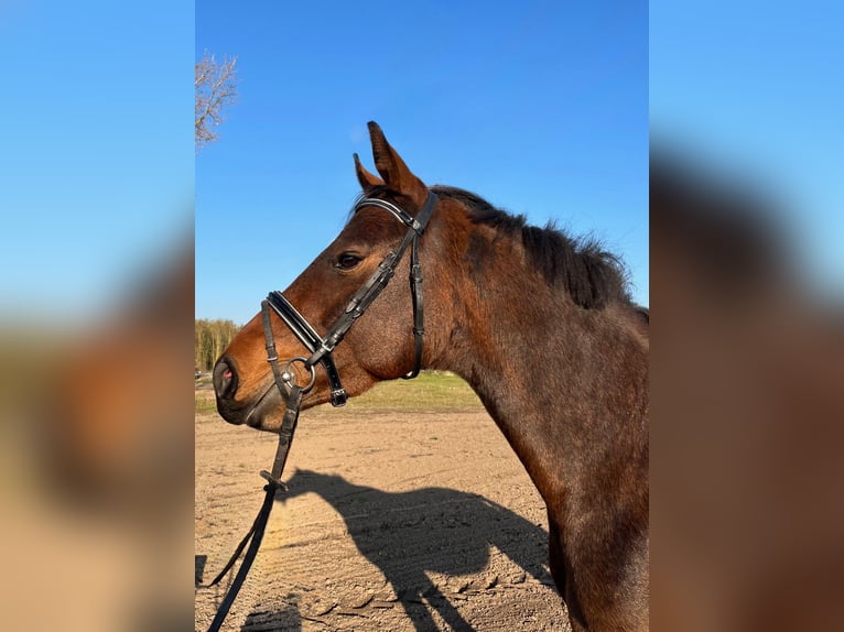 Hanovrien Jument 5 Ans 158 cm Bai in Arneburg