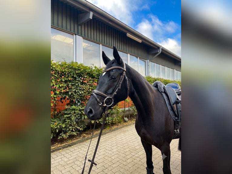 Hanovrien Jument 5 Ans 158 cm Noir in Rehlingen