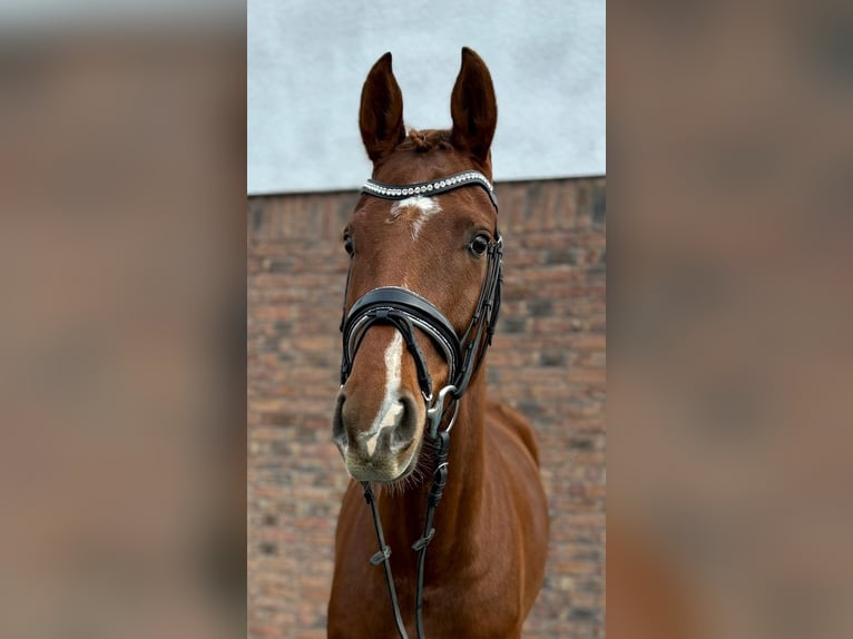 Hanovrien Jument 5 Ans 160 cm Alezan brûlé in Niederkassel
