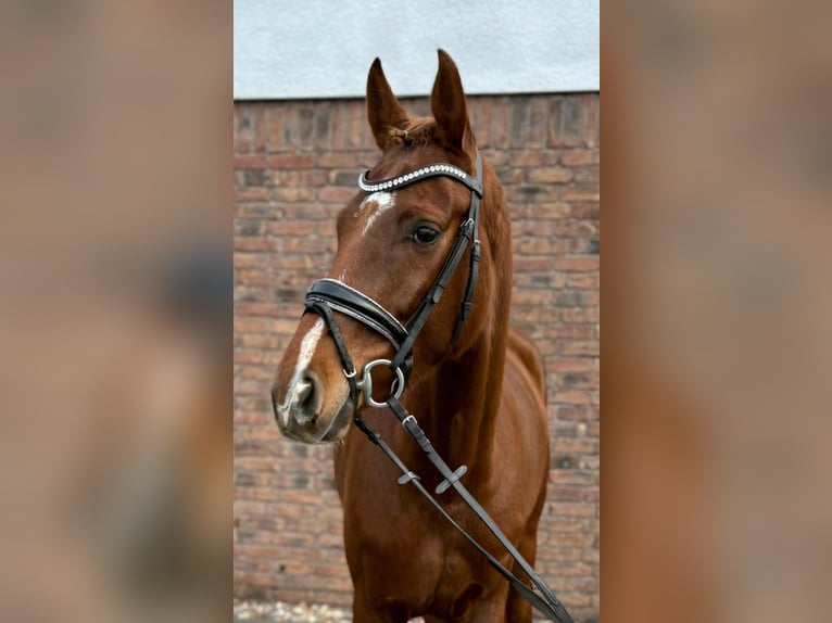 Hanovrien Jument 5 Ans 160 cm Alezan brûlé in Niederkassel