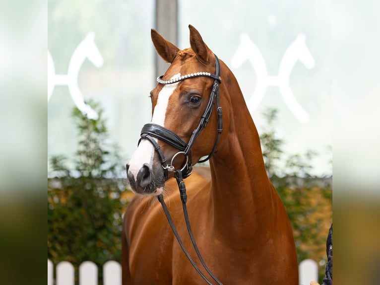 Hanovrien Jument 5 Ans 160 cm Alezan brûlé in Verden