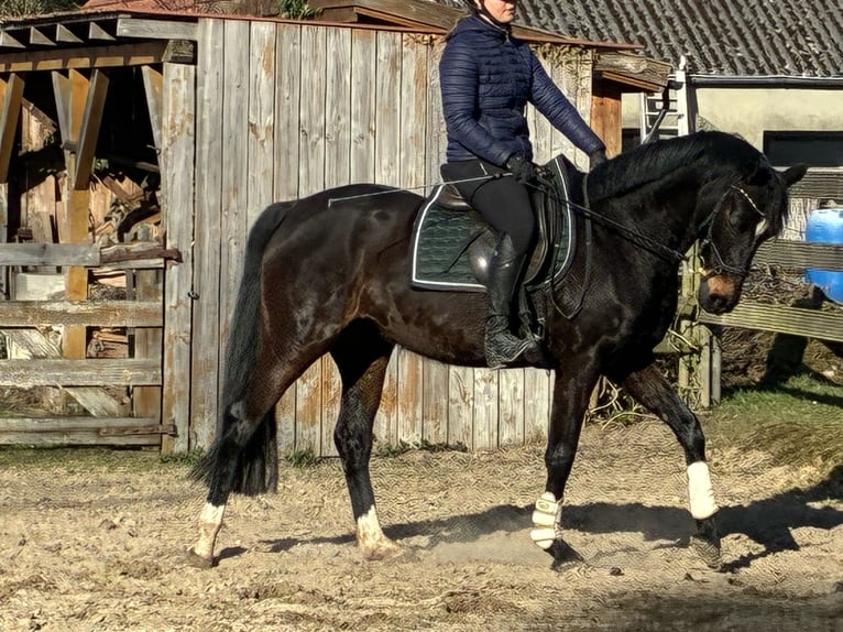 Hanovrien Jument 5 Ans 160 cm Bai brun in Hagen im Bremischen