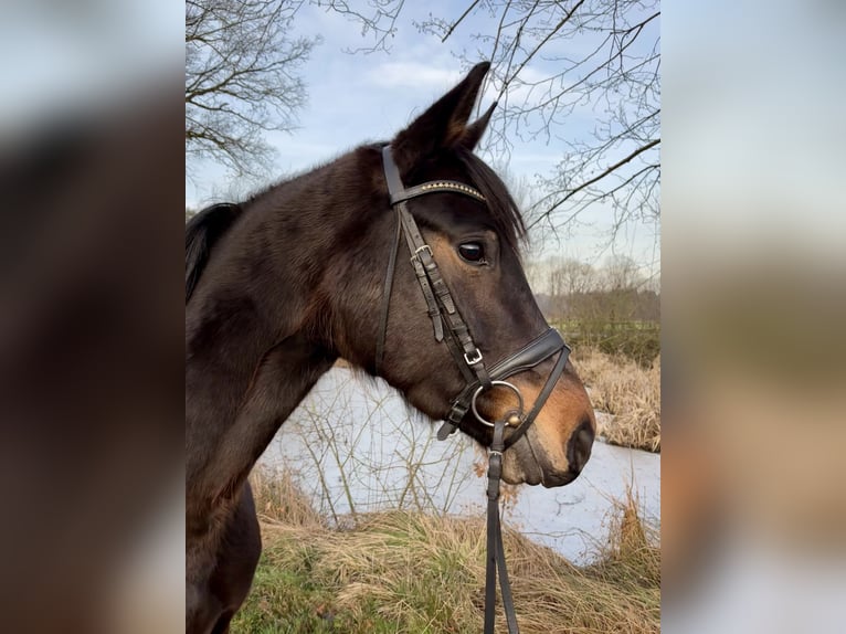 Hanovrien Jument 5 Ans 160 cm Bai brun in Walsrode