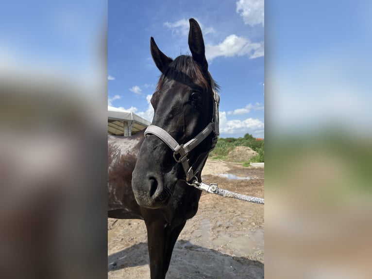 Hanovrien Jument 5 Ans 160 cm Noir in Ludwigshafen am Rhein