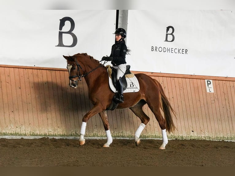 Hanovrien Jument 5 Ans 161 cm Alezan in Riedstadt