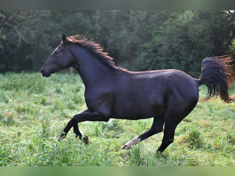 Hanovrien Jument 5 Ans 161 cm Bai brun foncé in Vechelde