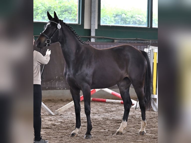 Hanovrien Jument 5 Ans 161 cm Bai brun foncé in Vechelde