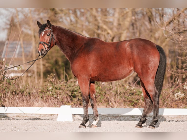 Hanovrien Jument 5 Ans 161 cm Bai in Sankt Augustin