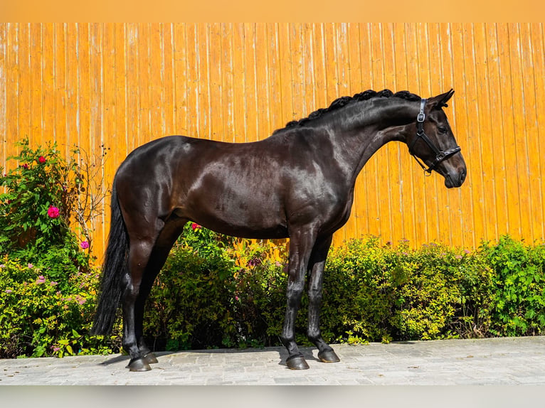 Hanovrien Jument 5 Ans 161 cm Noir in Berlin