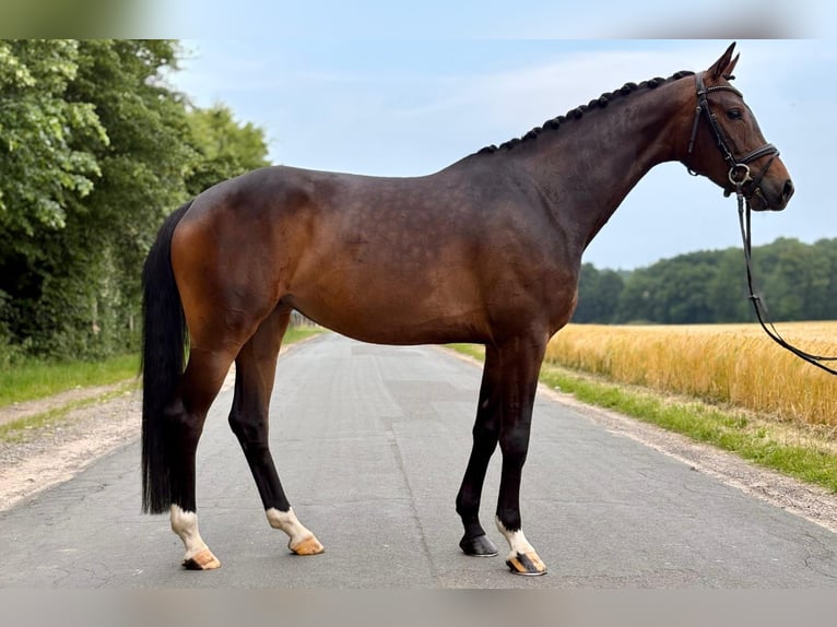 Hanovrien Jument 5 Ans 162 cm Bai brun in Osnabrück
