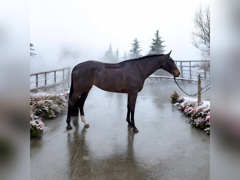 Hanovrien Jument 5 Ans 162 cm Bai brun in Kroatisch Minihof / Mjenovo