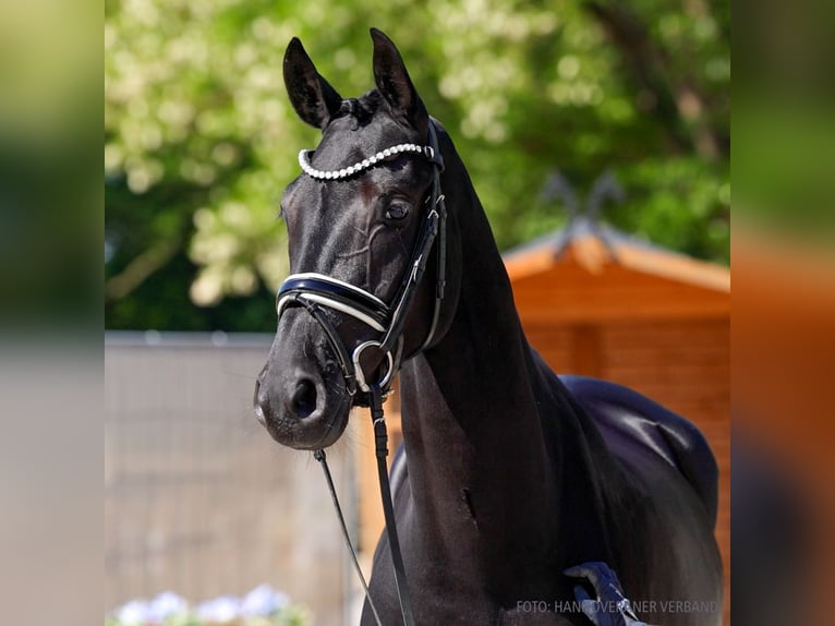Hanovrien Jument 5 Ans 162 cm Bai in Verden