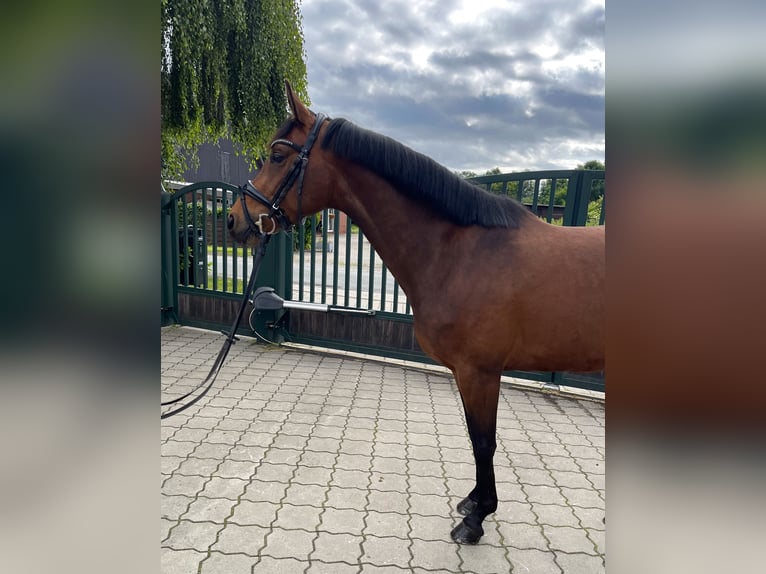 Hanovrien Jument 5 Ans 162 cm Bai in Brest