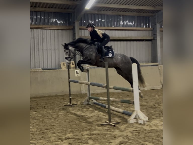 Hanovrien Jument 5 Ans 162 cm Gris in Verden (Aller)