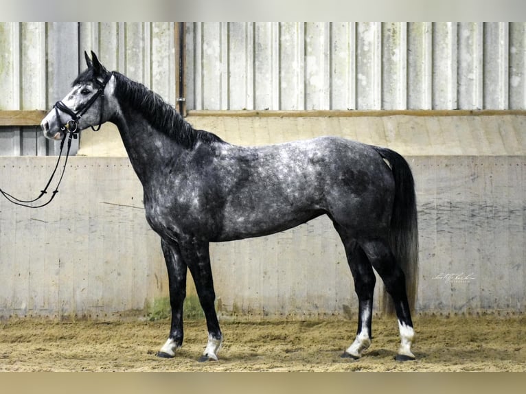 Hanovrien Jument 5 Ans 162 cm Gris in Verden (Aller)