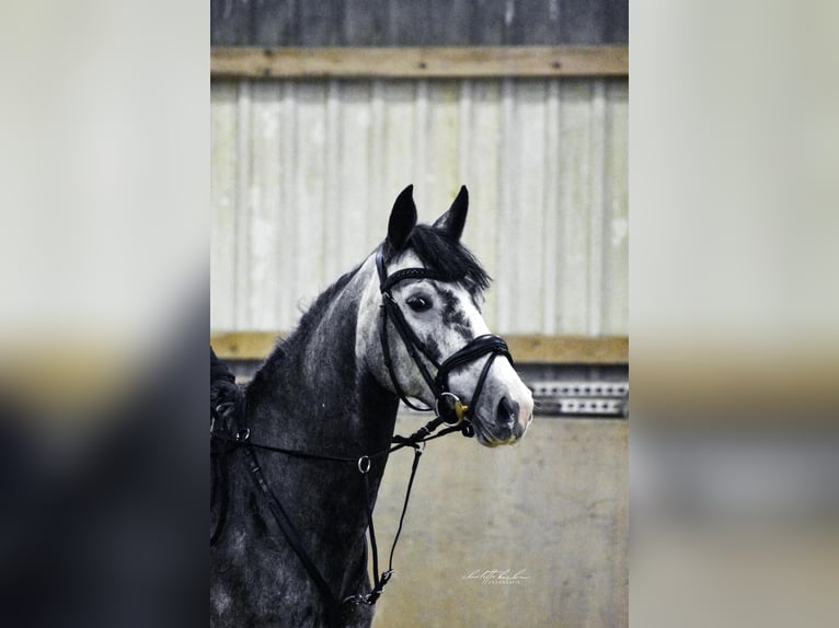 Hanovrien Jument 5 Ans 162 cm Gris in Verden (Aller)