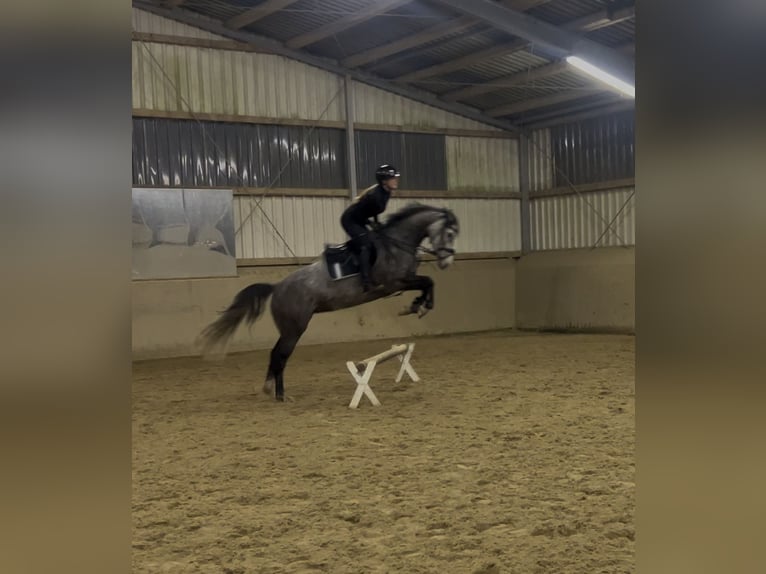 Hanovrien Jument 5 Ans 162 cm Gris in Verden (Aller)