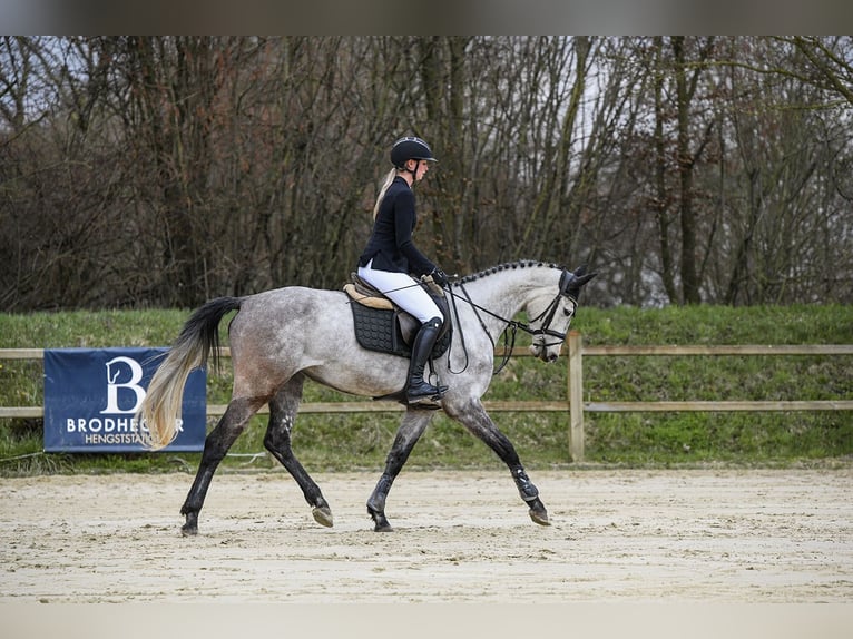 Hanovrien Jument 5 Ans 162 cm Gris in Riedstadt