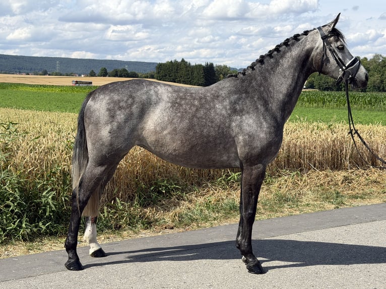 Hanovrien Jument 5 Ans 162 cm Gris pommelé in Riedlingen