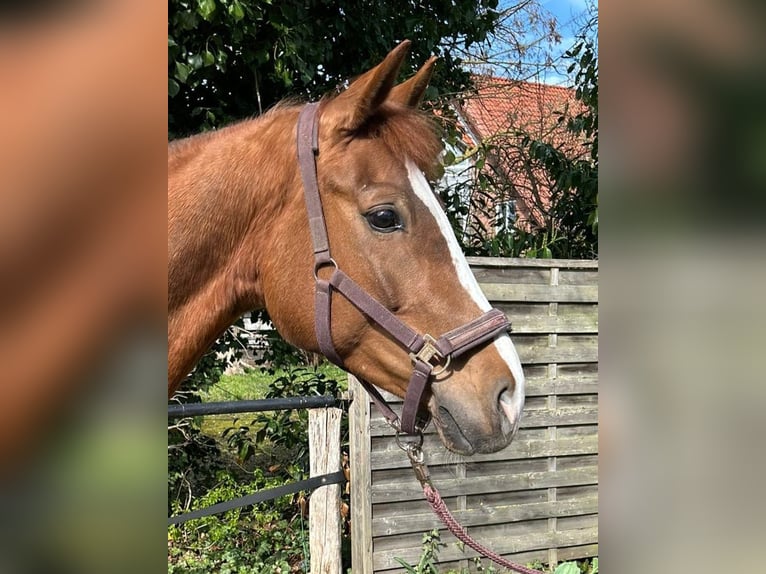 Hanovrien Jument 5 Ans 163 cm Alezan in Wendeburg