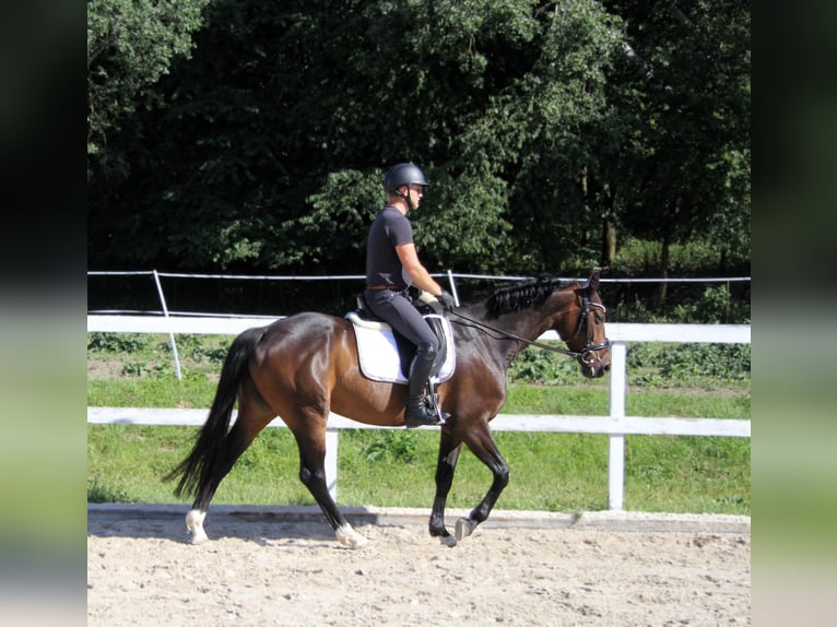 Hanovrien Jument 5 Ans 163 cm Bai brun in Podolanka