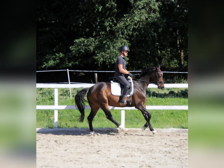 Hanovrien Jument 5 Ans 163 cm Bai brun in Podolanka